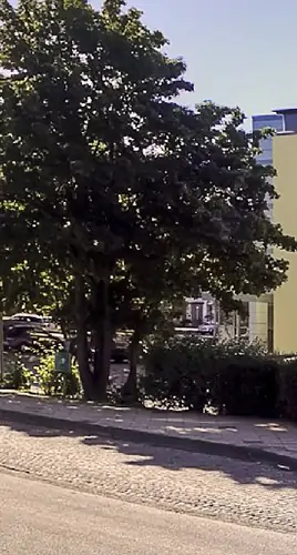 Ein belaubter Baum steht auf einem kopfsteingepflasterten Bürgersteig neben einem gelben Gebäude, während im Hintergrund an einem sonnigen Tag parkende Autos und weitere Gebäude zu sehen sind.