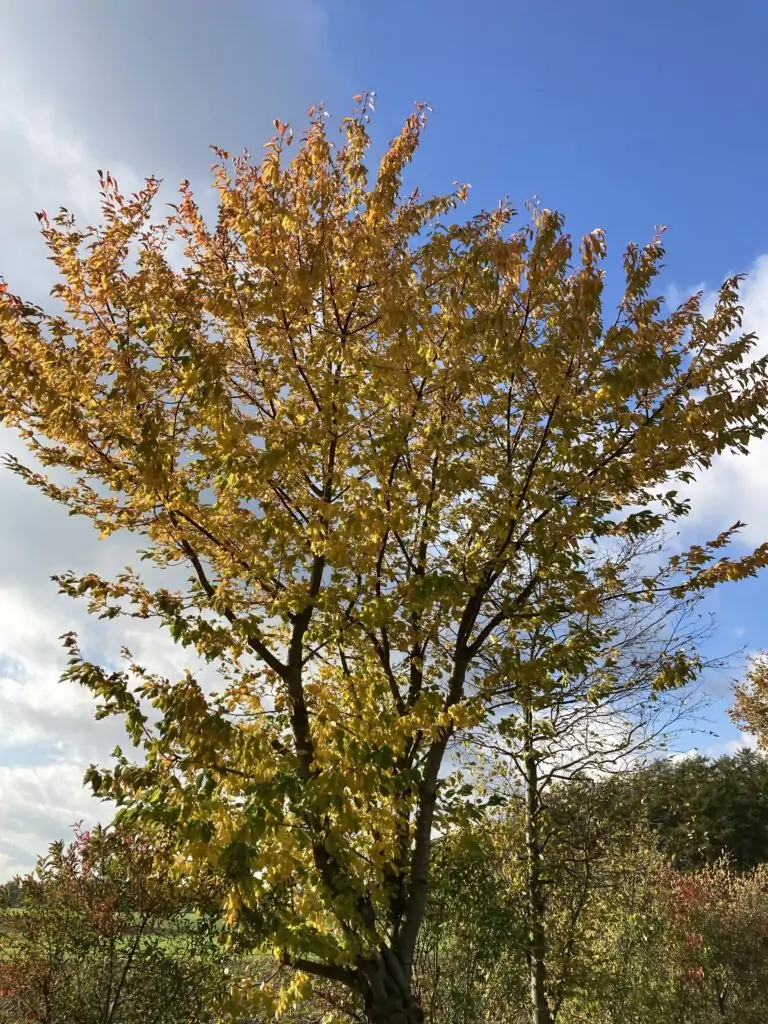 Ein Baum mit goldgelben Blättern steht unter einem strahlend blauen Himmel mit vereinzelten Wolken. Die Sträucher in der Umgebung zeigen einen Hauch von Herbstfarben. Das Sonnenlicht hebt das leuchtende Laub hervor.